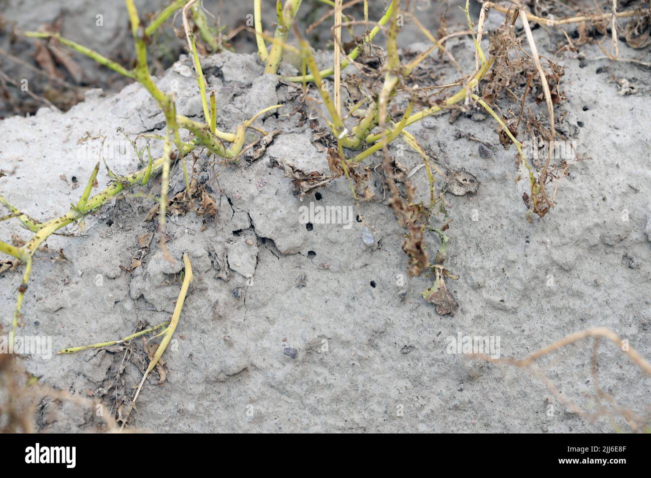 Buchi, sbavature nel terreno sotto piante di patata dopo l'uscita di coleotteri di patata che si sono trasformati, metamorfosed. Foto Stock