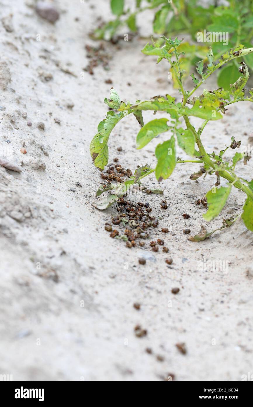 Fagioli morti di patate del Colorado (Leptinotarsa decemlineata) che giacciono sul terreno in un campo di patate dopo un trattamento insetticida, pesticida. Foto Stock