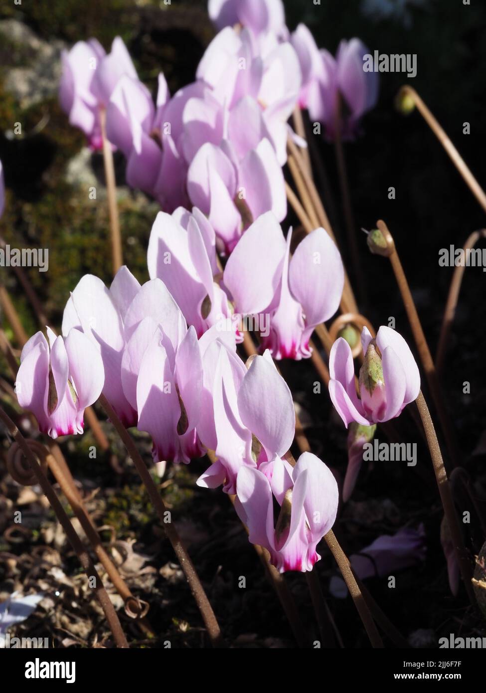 Macroscopio dei piccoli fiori rosa pallido di un ciclamino duro in piena fioritura. Scatto verticale. Foto Stock