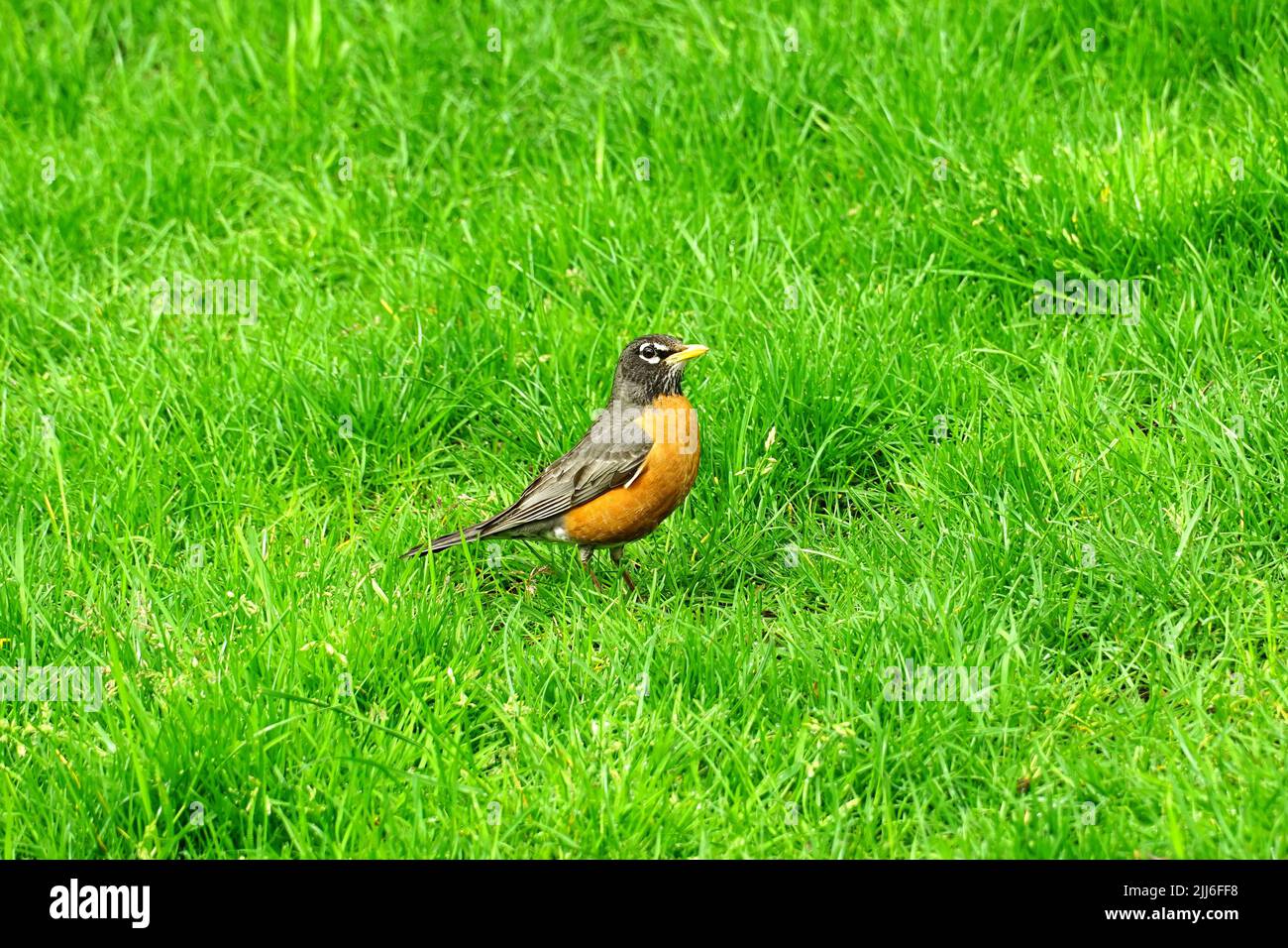 Robin americano, Wanderdrossel, Merle d'Amérique, Turdus migratorius, vándorrigó, USA, Nord America Foto Stock