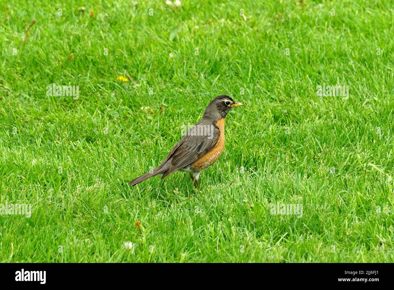 Robin americano, Wanderdrossel, Merle d'Amérique, Turdus migratorius, vándorrigó, USA, Nord America Foto Stock