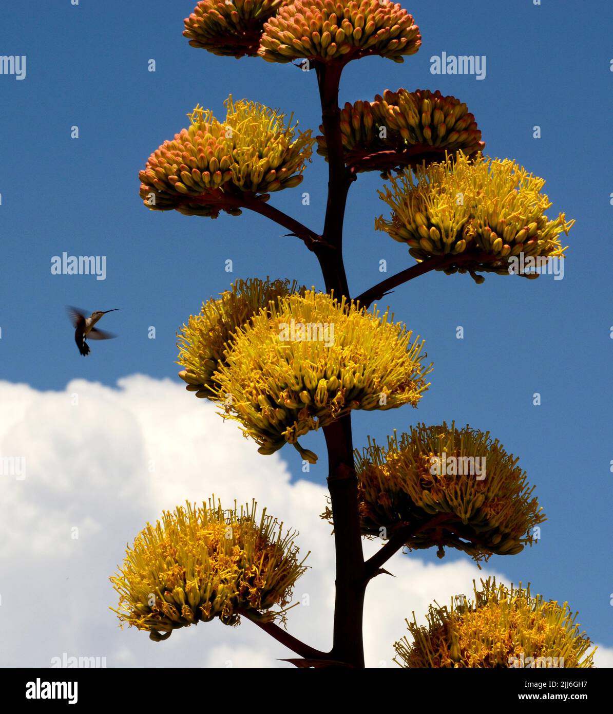 Un hummingbird visita una pianta di agave fiorente (Agave americana), chiamata anche pianta di secolo, nel deserto sud-occidentale americano vicino a Santa Fe, New Mexico Foto Stock