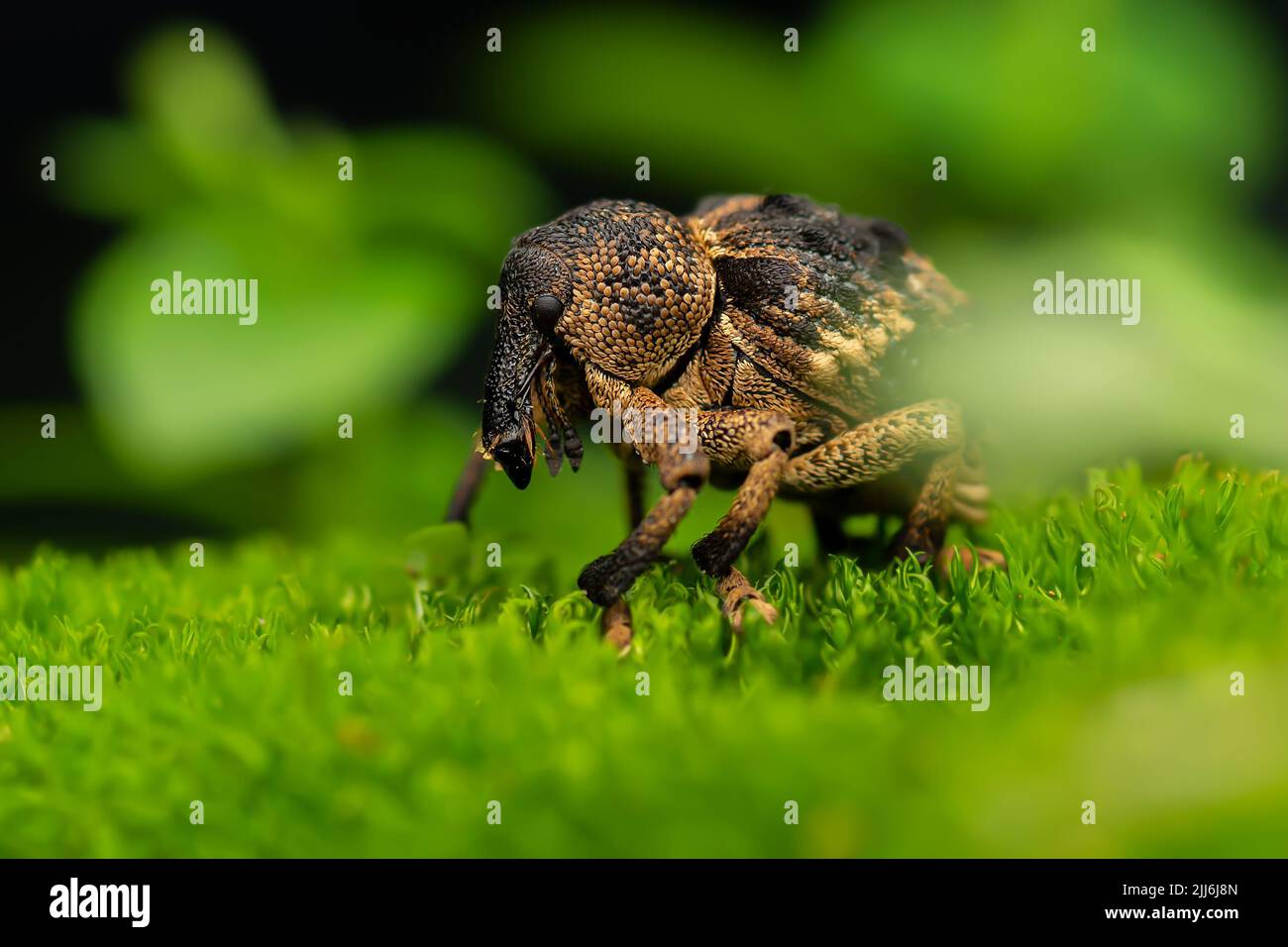 Un primo piano di un muso Beetle o True Weevil in piedi su un prato corto Foto Stock
