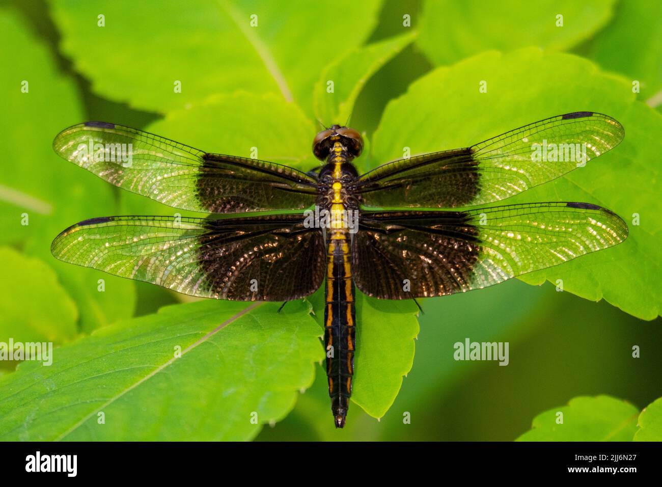 La donna vedova skimmer libellula siede su uno sfondo di foglie verdi. Foto Stock