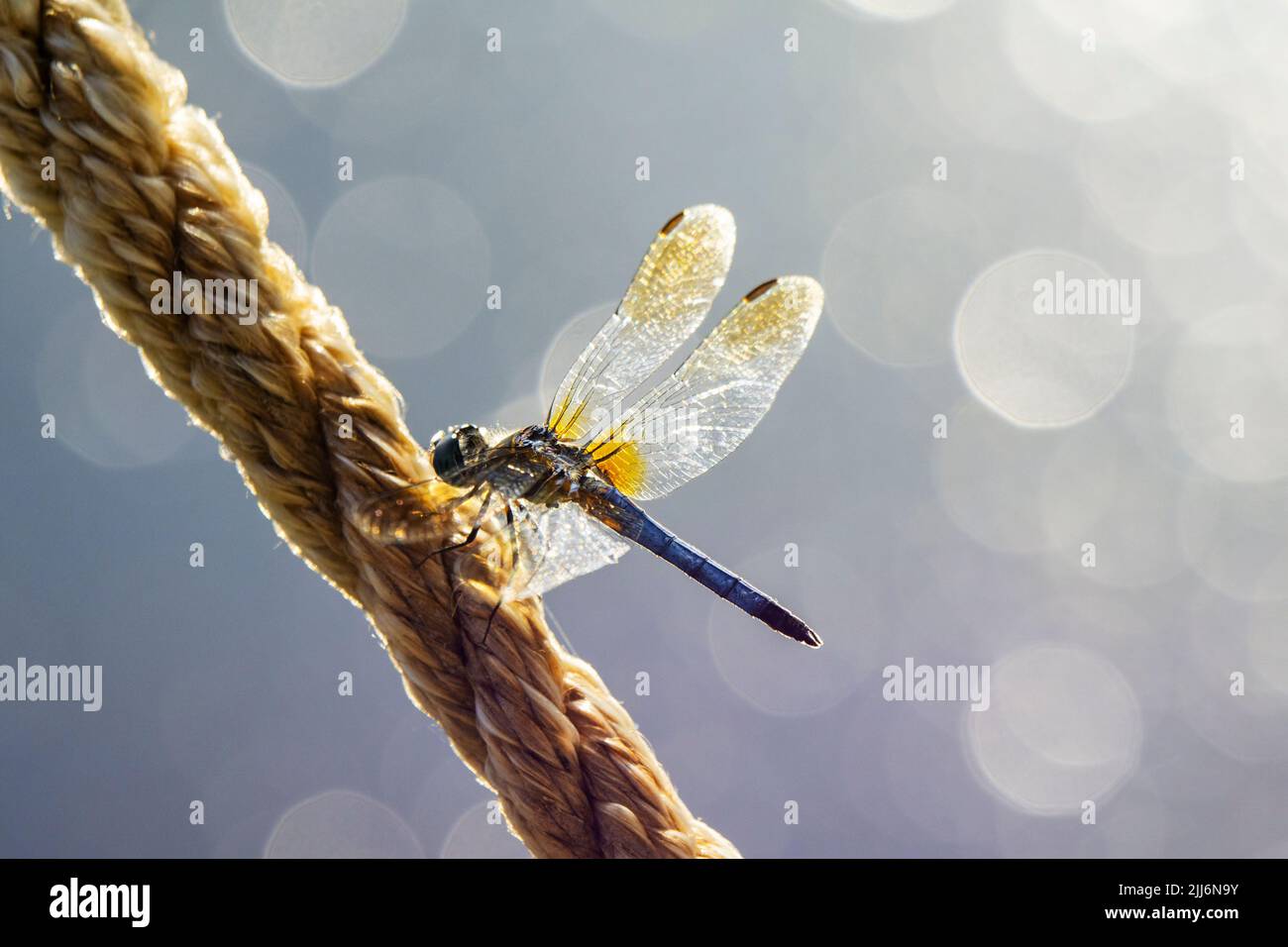 Un maschio blu dasher libellula poggia leggermente su una corda. Acqua del lago sfocata sullo sfondo con bokeh. Foto Stock