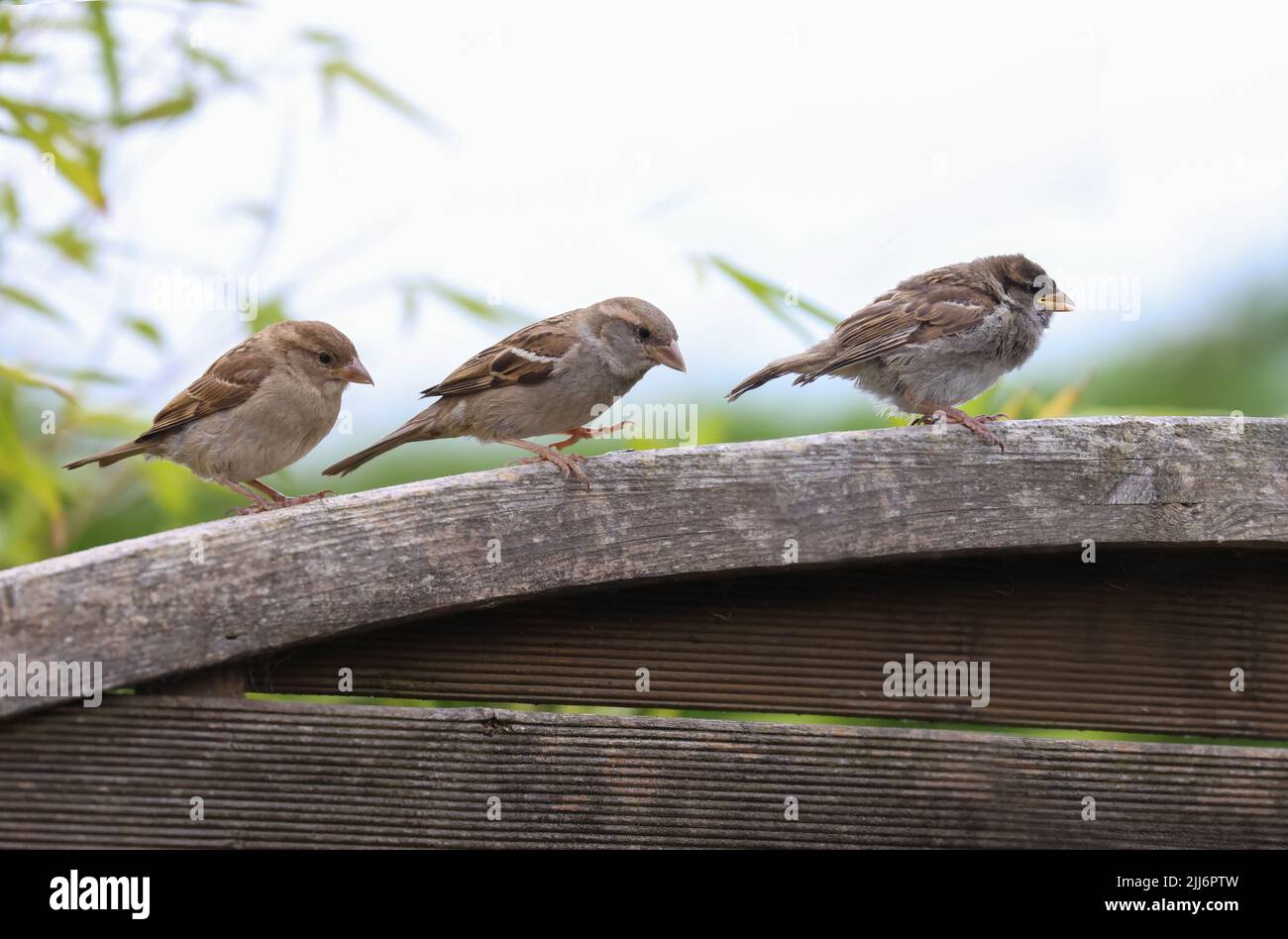 Tre passerini, adulti e pulcini, camminare lima singola lungo la recinzione. Cute baby bird di fronte. Casa Sparrows 'Passer domesticus', Dublino, Irlanda Foto Stock