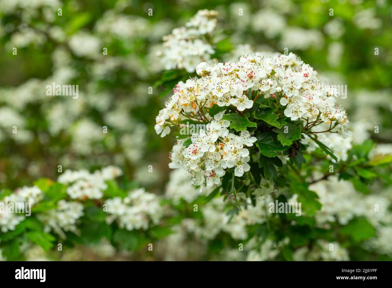Comune biancospino Crataegus monogyna, in flower, Cinderford Linear Park, Gloucestershire, Regno Unito, Maggio Foto Stock