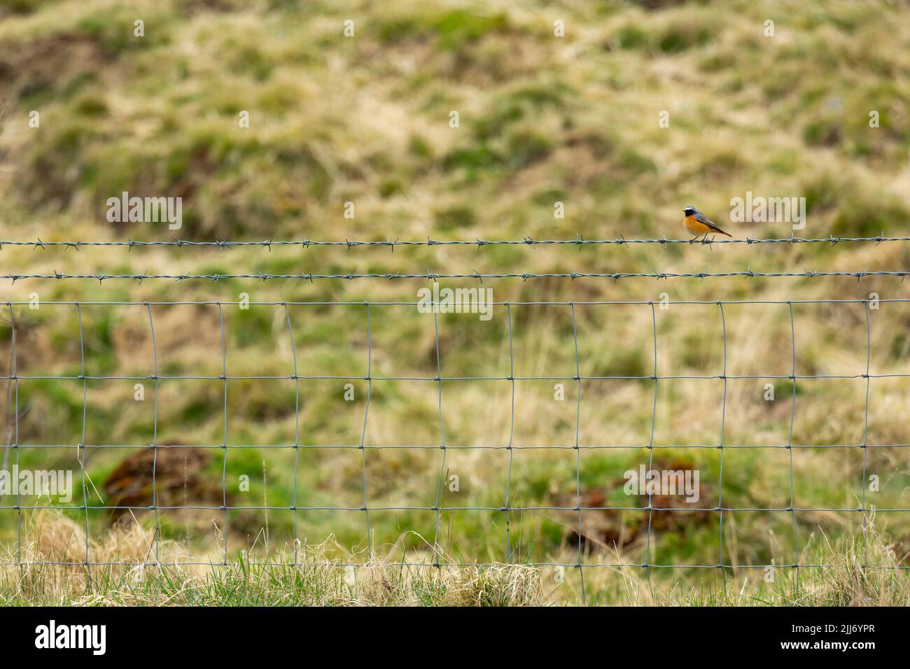 Comune redstart Fenicurus phoenicurus, maschio adulto arroccato su filo spinato recinzione, Ubley Warren, Somerset, Regno Unito, aprile Foto Stock