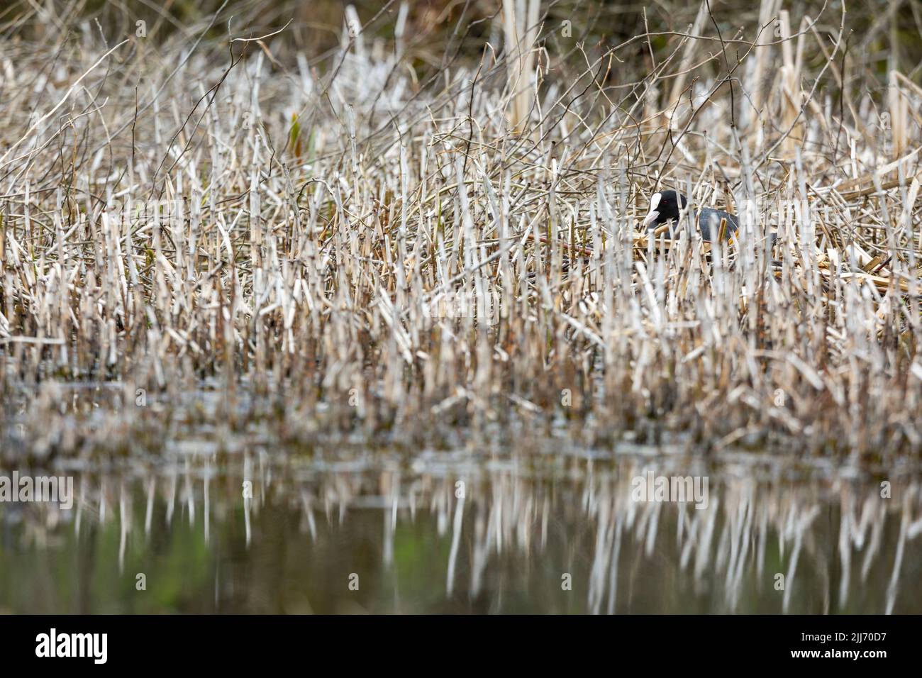 Eurasian coot Fulica atra, adulto seduto sul nido in una fitta vegetazione emergente, Ubley Warren, Somerset, Regno Unito, aprile Foto Stock