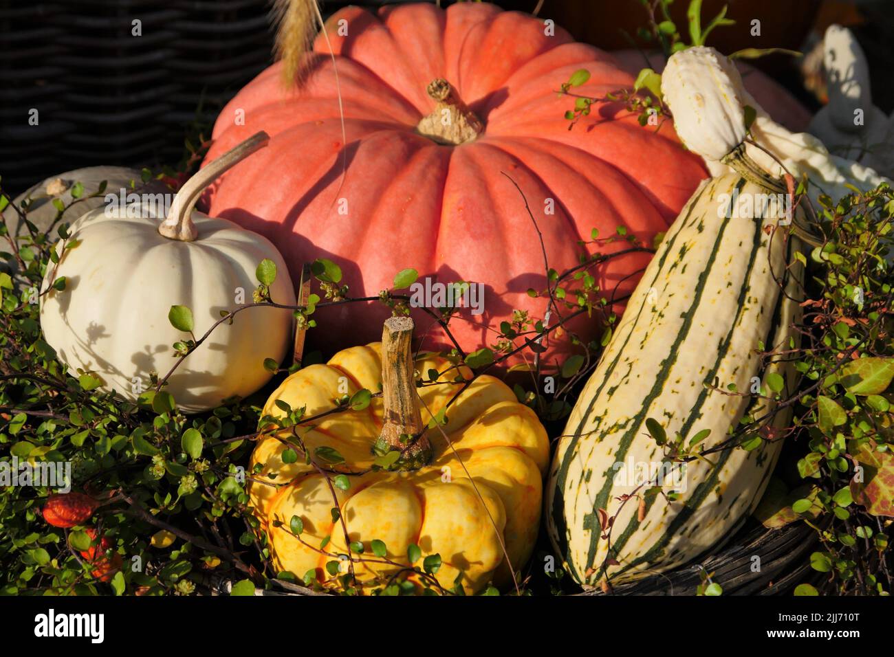 Piccolo assortimento di frutta di zucca in un ambiente decorativo. Le zucche hanno un doppio uso, Foto Stock