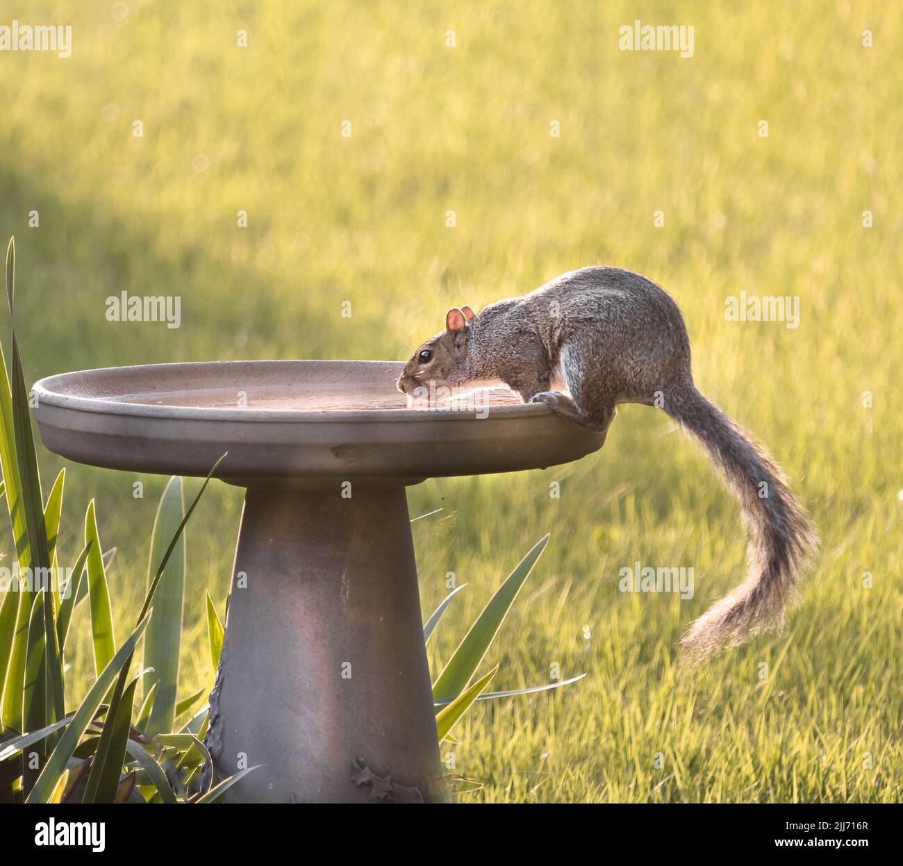 Eastern Grey Squirrel, Sciurus carolinensis, sorseggiando acqua da un bagno di uccelli in una calda giornata estiva, Lancaster, Pennsylvania Foto Stock