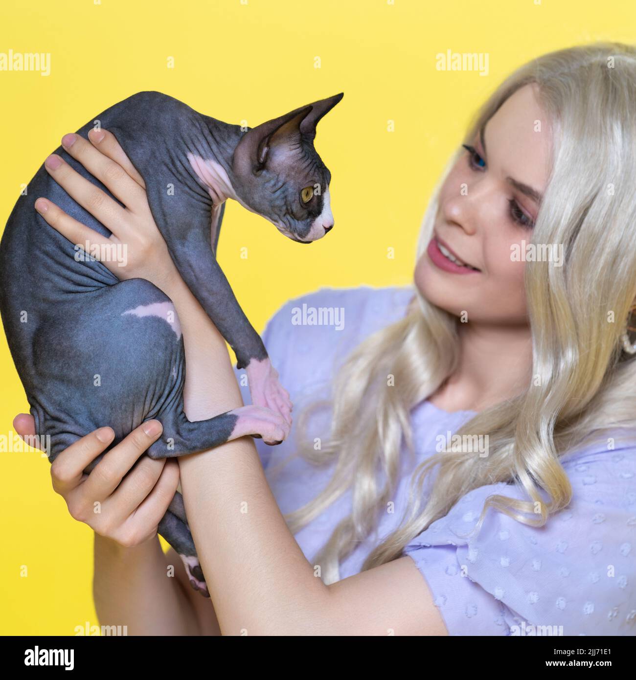 Sphynx kitten è nelle mani di una giovane donna con capelli biondi su sfondo giallo. Donna che guarda gattino e incoraggia l'animale preferito Foto Stock