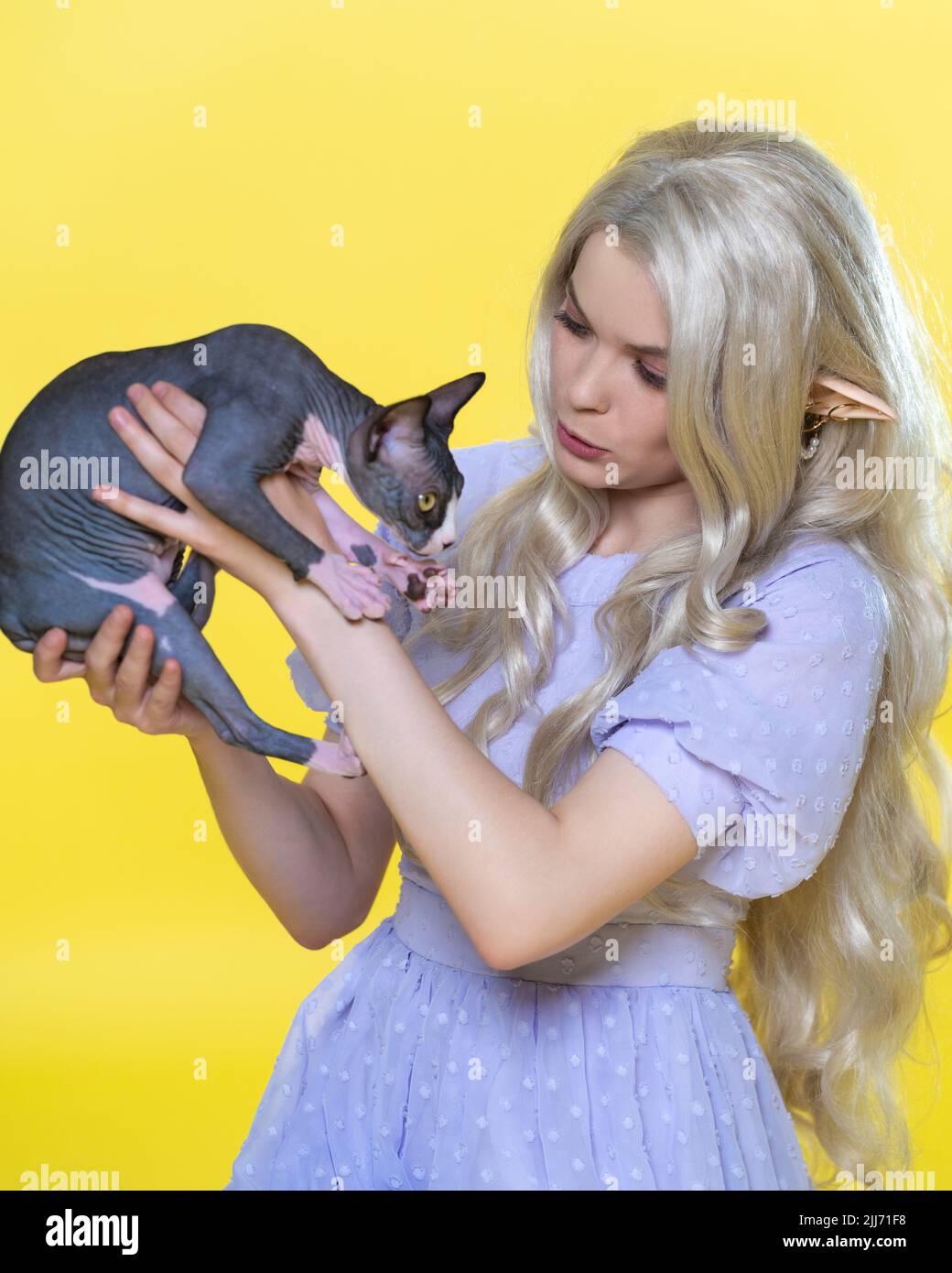 Cospayer Elf giovane donna che tiene pauroso Sfinge gattino nelle sue mani e calmala giù. Elf in abito blu estivo, con capelli biondi ricci lunghi Foto Stock