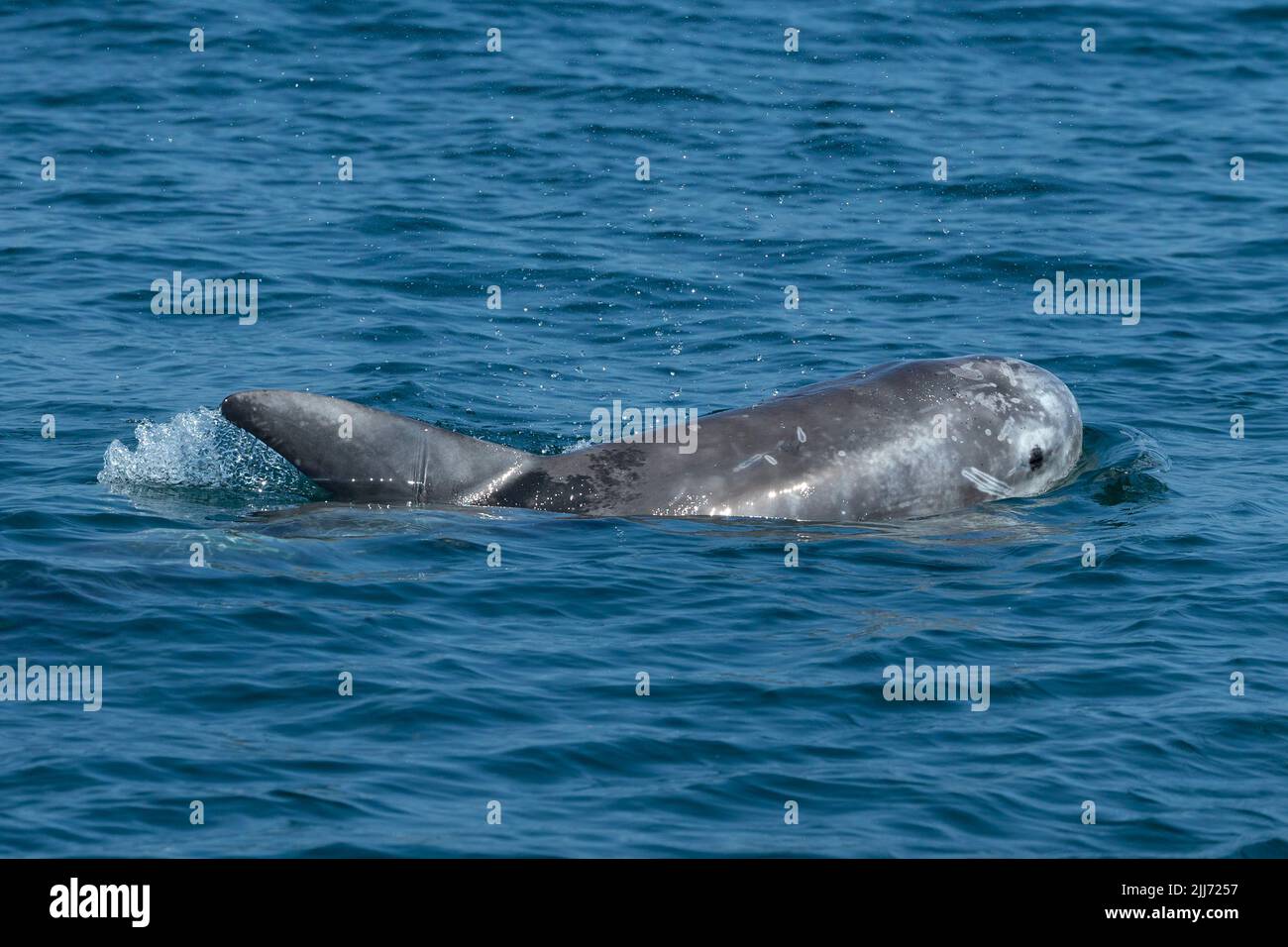 Il delfino di Risso Grampus griseus, nuoto, Falmouth Bay, Cornovaglia, Regno Unito, Luglio Foto Stock