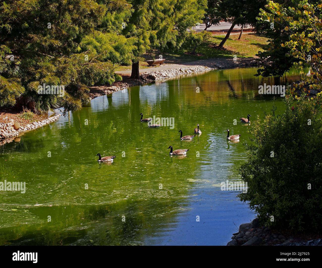 Canada Geese galleggiante sullo stagno nel William Cann Civic Center stagno in Union City, California Foto Stock