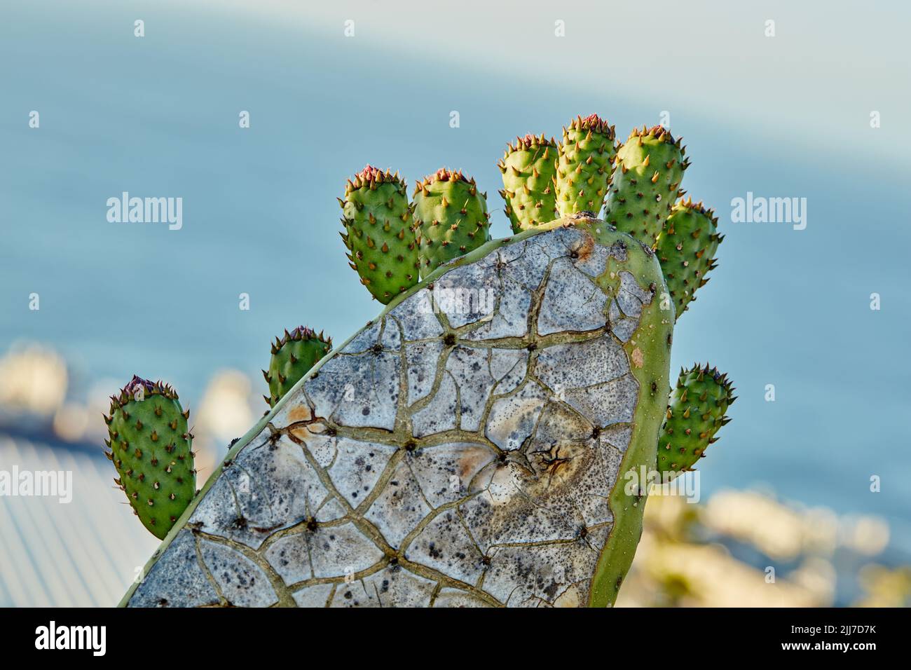 Primo piano di fiori di cactus di pera di prickly che si prepara a fiorire e fiorire nel deserto del Messico. Succulenta optunia di fico che cresce. Coltivato e coltivato per Foto Stock