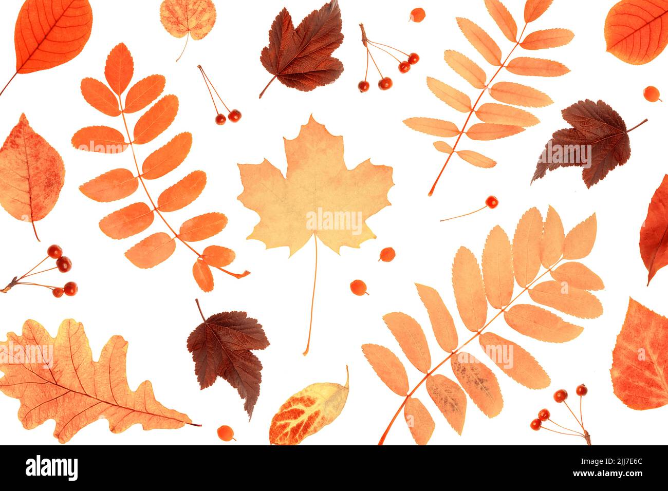Modello di foglie e bacche naturali arancioni di autunno su sfondo bianco, come sfondo o struttura. Sfondo autunnale per il tuo design. Vista dall'alto, disposizione piatta. Foto Stock