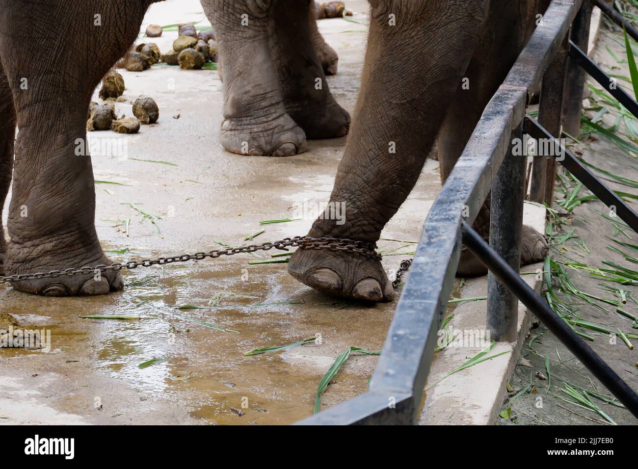 ravvicinato elefante con le gambe in una catena Foto Stock