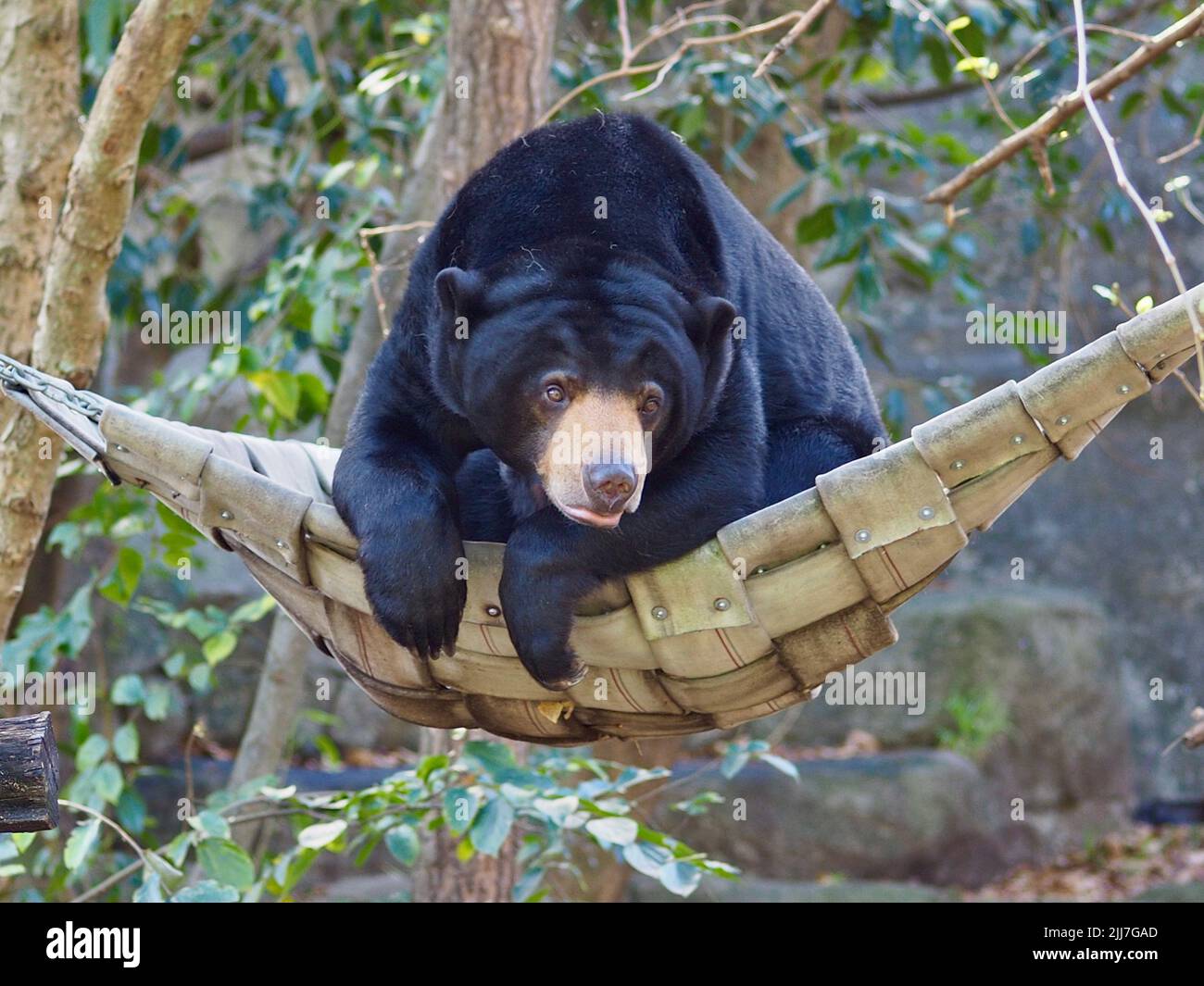 Adorabile e attraente Sun Bear senza caldersi in un'amaca. Foto Stock