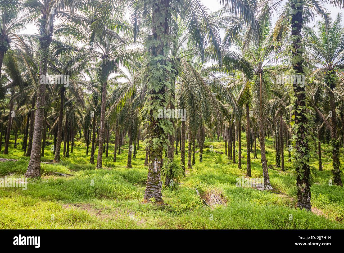 Fila di alberi di olio di palma presso la piantagione di olio di palma a Terengganu, Malesia. Foto Stock