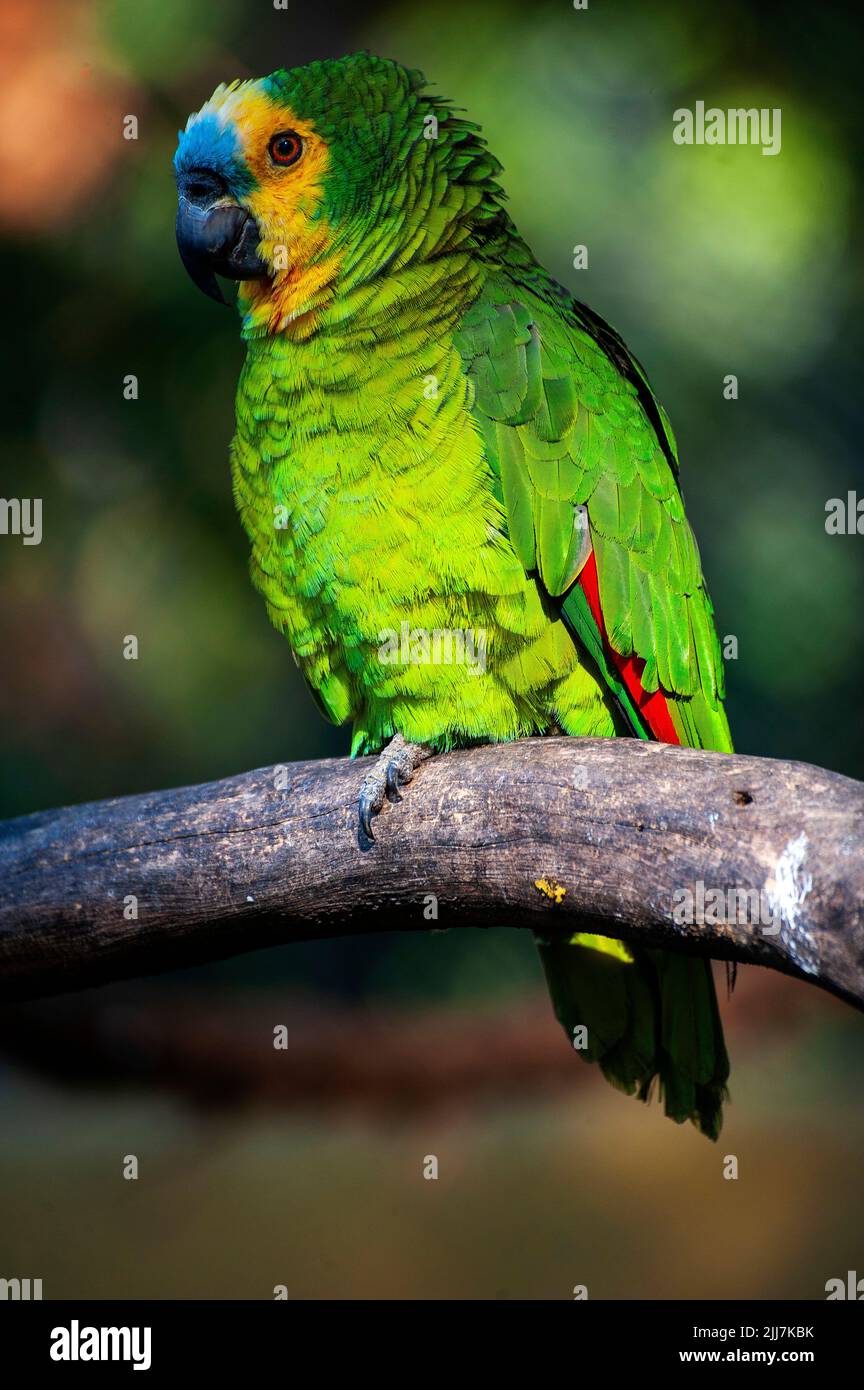 Pappagallo azzurra, un uccello brasiliano comune nella foresta amazzonica Foto Stock