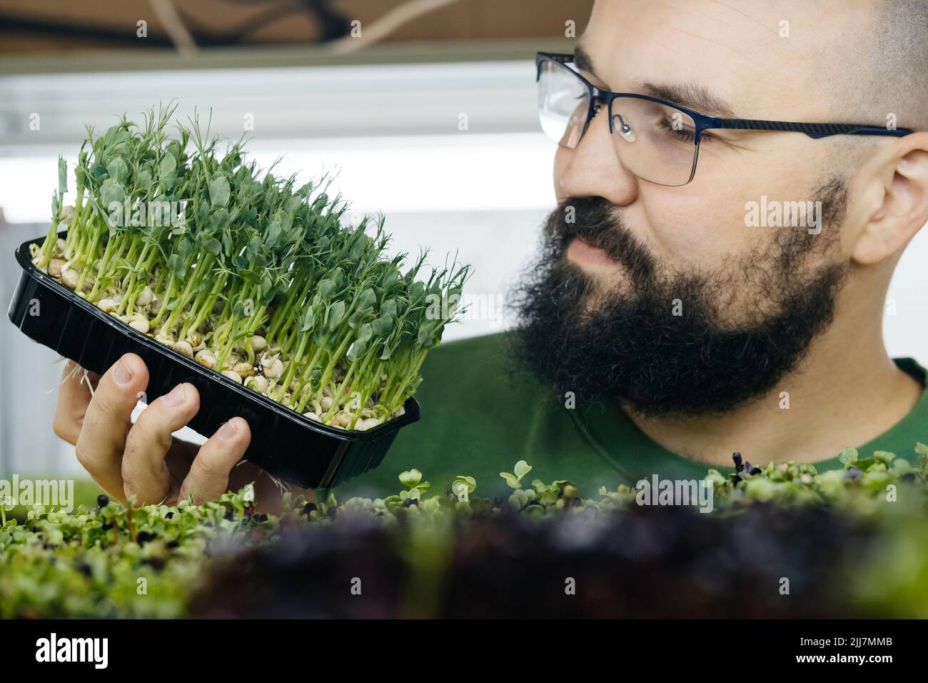 Giovane agricoltore maschio che cresce microgreens sul suo giardino verticale interno. Uomo felice che si cura di piante su scaffali. Primo piano della piccola impresa Foto Stock