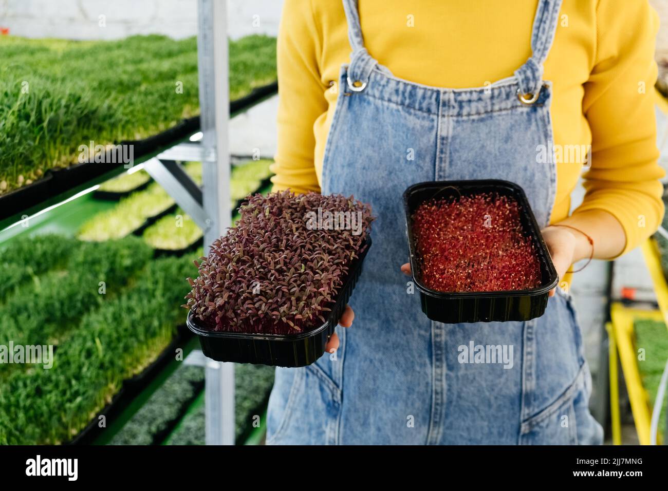 Giovane agricoltore femmina che cresce microgreens sul suo giardino verticale interno. Donna felice che si cura di piante su scaffali. Radish, rucola, daikon, oxalis Foto Stock