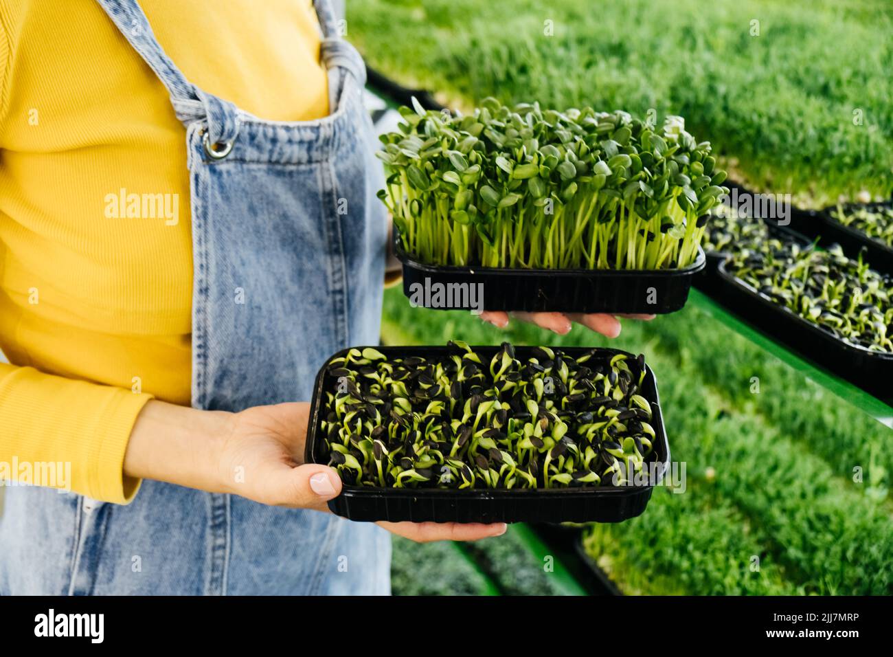 Giovane agricoltore femmina che cresce microgreens sul suo giardino verticale interno. Donna felice che si cura di piante su scaffali. Radish, rucola, daikon, oxalis Foto Stock
