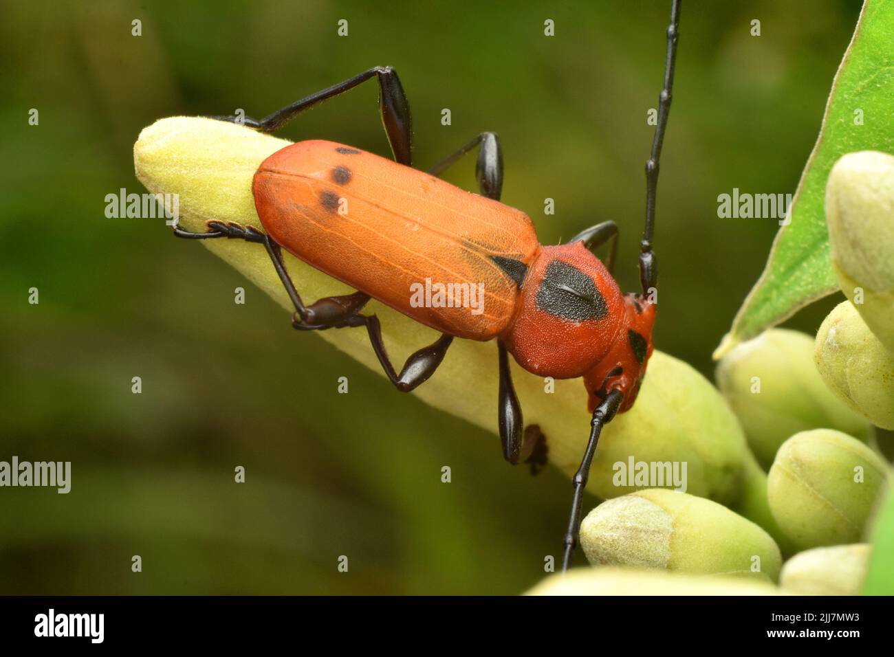Un coleottero longhorn di colore rosso arancio. Euryphagus maxillosus. Foto Stock
