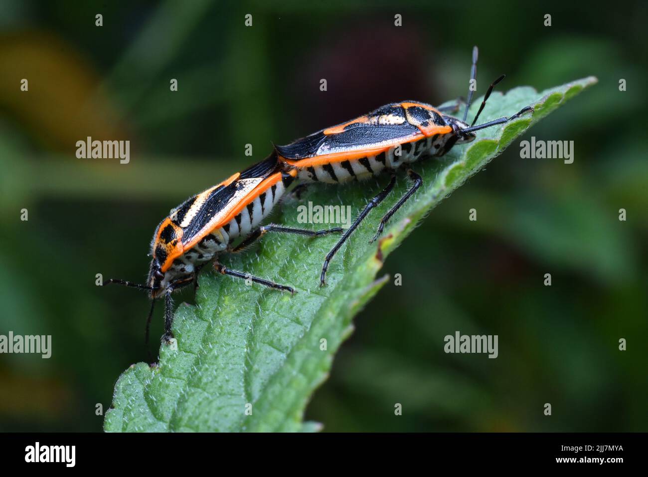 Accoppiamento di bug di Horehound. Foto Stock