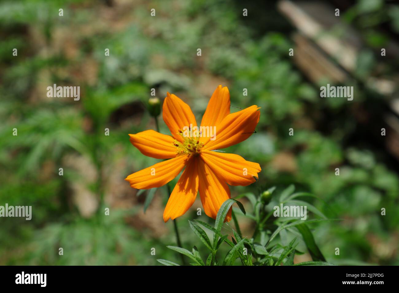 Primo piano di un fiore di zolfo arancione Cosmos (Cosmos sulfureus) con foglie Foto Stock
