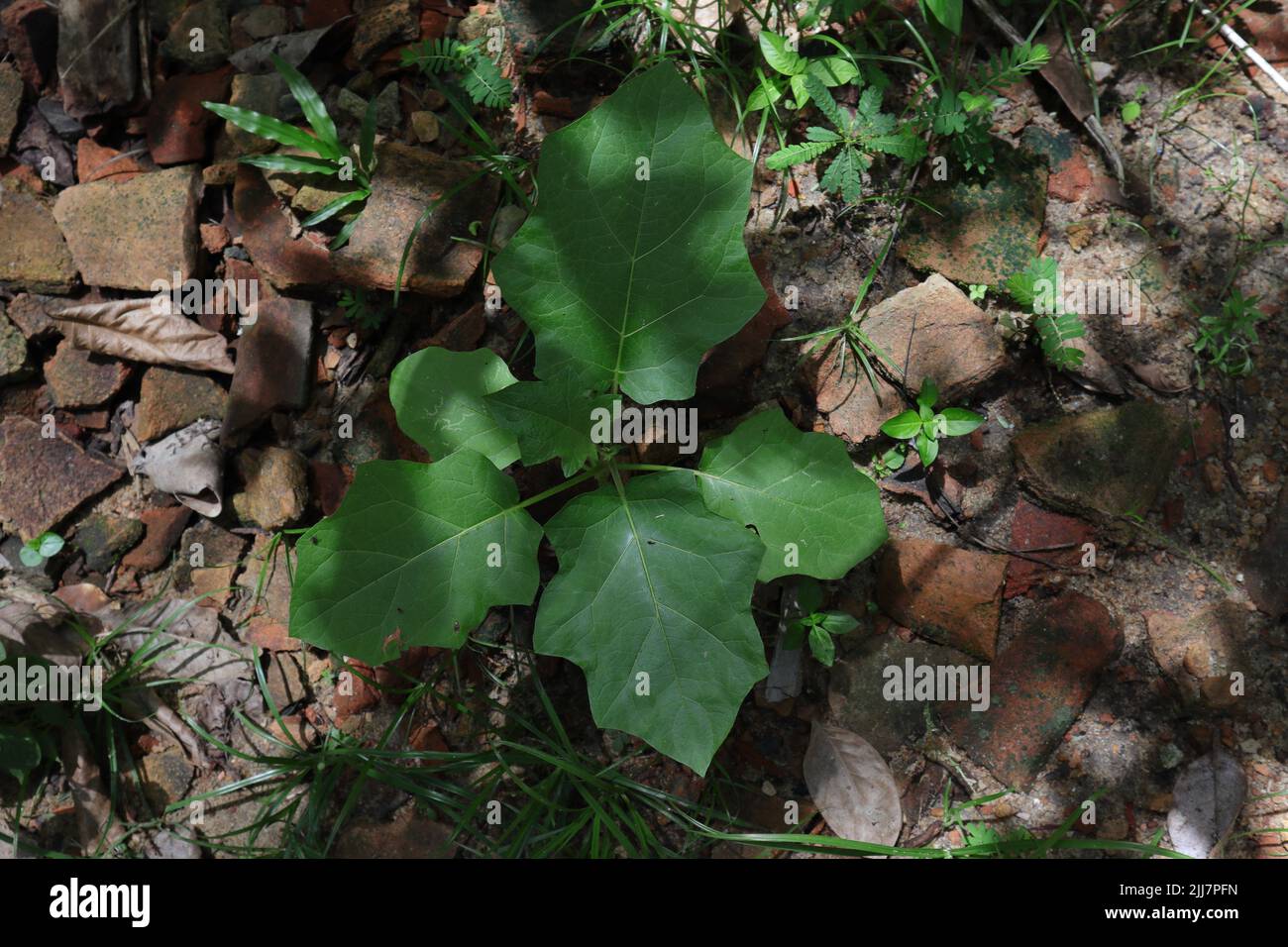 Vista ad angolo alto di una piccola bacca di tacchino (Solanum Torvum) pianta che cresce sul terreno circondato da erbacce e pezzi rotti di tegole Foto Stock