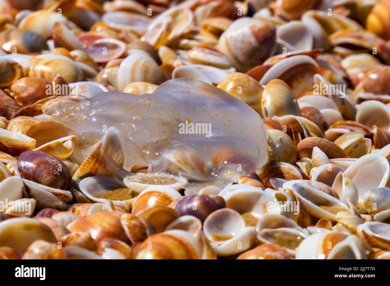 Meduse di mare giacenti su conchiglie a chiosco sulla sabbia costiera. Spiaggia di mare mediterranea. Foto Stock