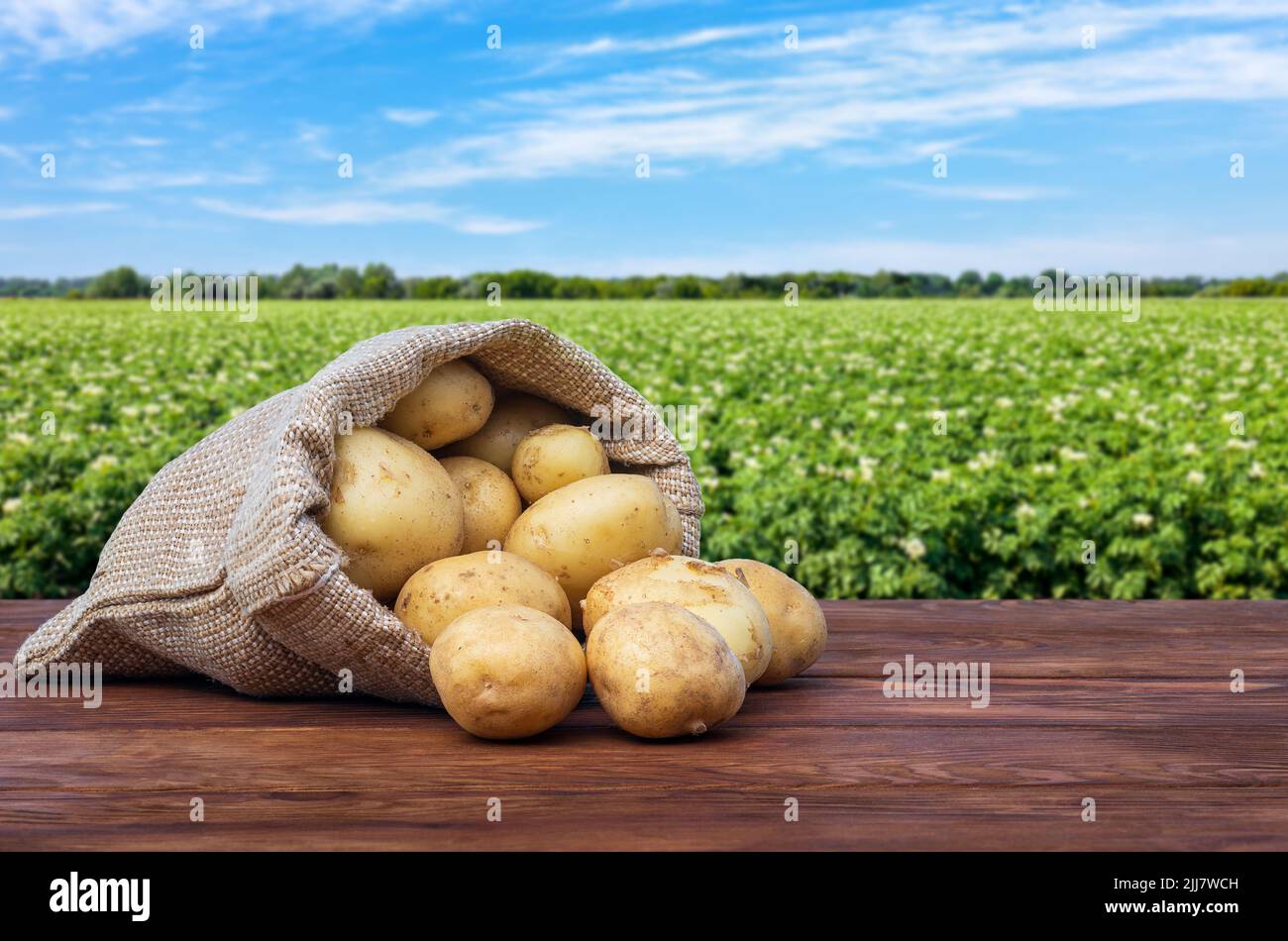 patate giovani in sacco di burlap su tavola di legno Foto Stock