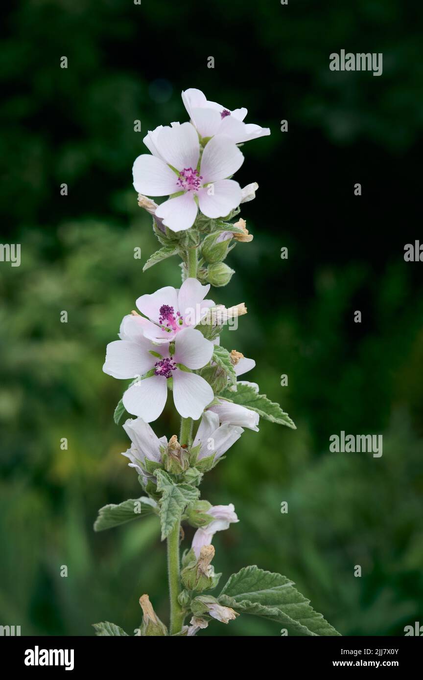 Fiore selvatico Althaea officinalis nel giardino. Foto Stock