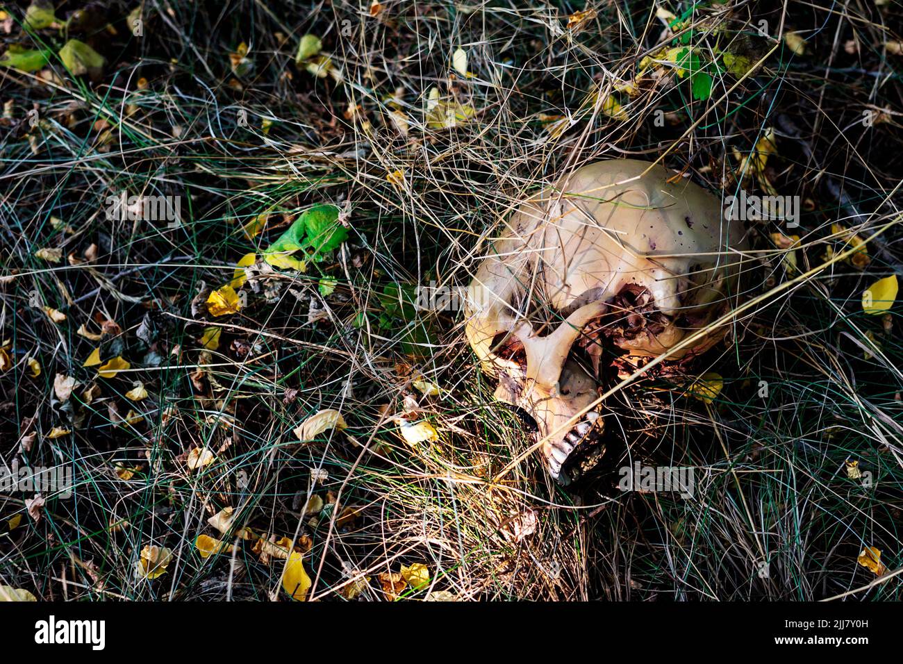 Un cranio umano nell'erba Foto Stock