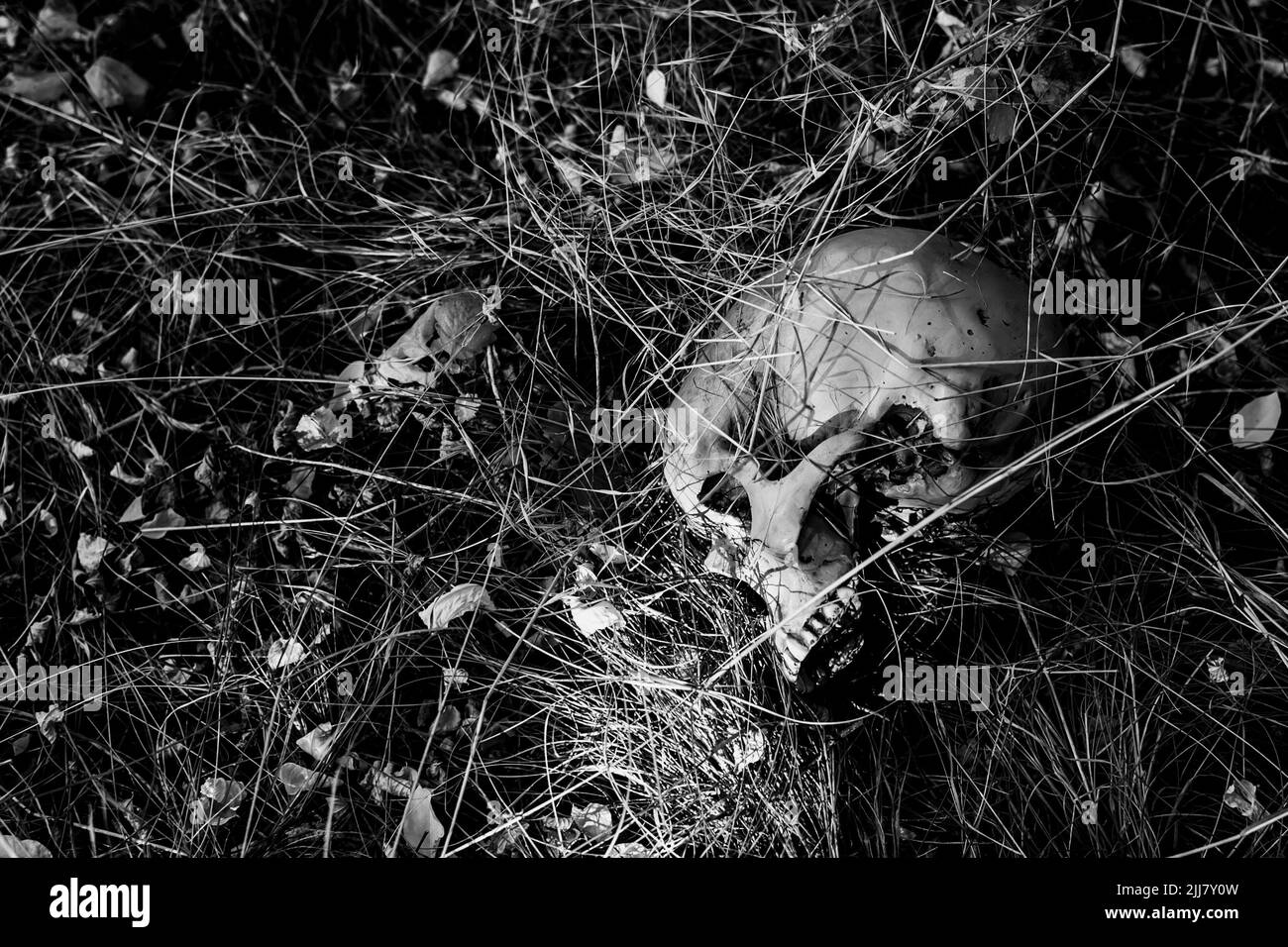 Un cranio umano nell'erba Foto Stock