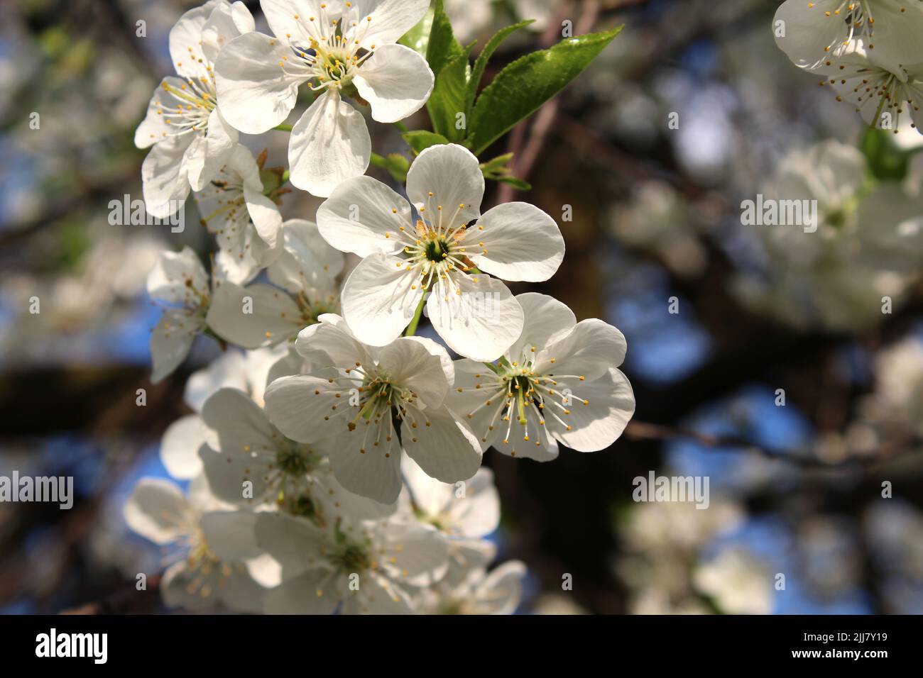 Fiore di ciliegio in primavera giardino soleggiato su uno sfondo sfocato da vicino Foto Stock