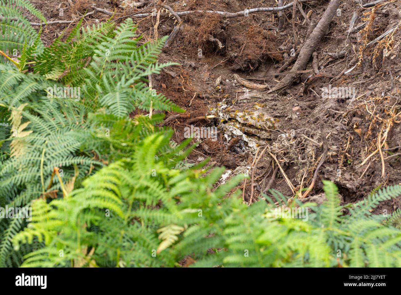 Comune vespula vulgaris, adulti che entrano nel nido sito, Dalditch Plantation, Devon, Regno Unito, settembre Foto Stock