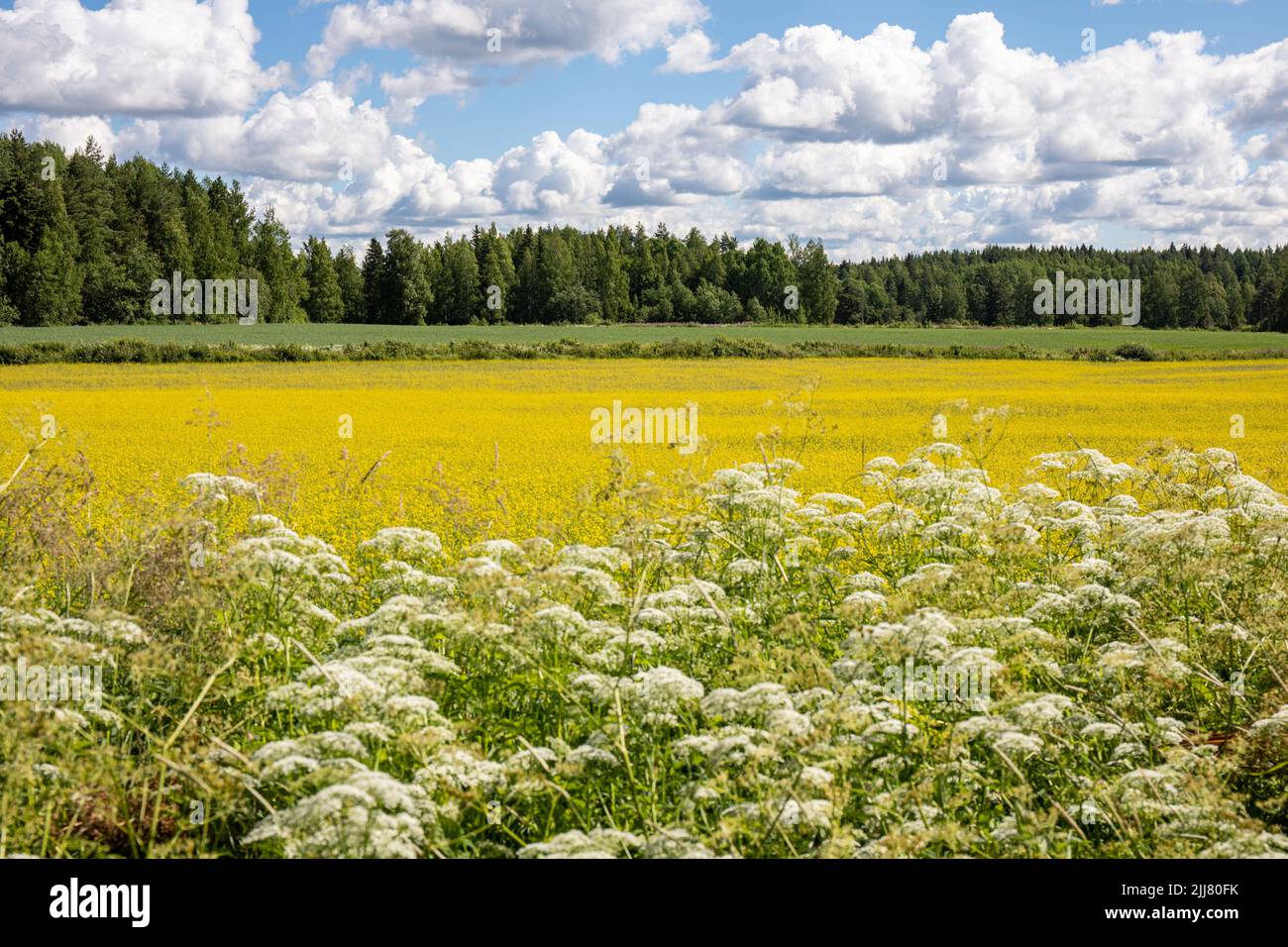 Paesaggio rurale. Piante stradali, campo di canola, campo di avena e foresta. Origesi, Finlandia Foto Stock