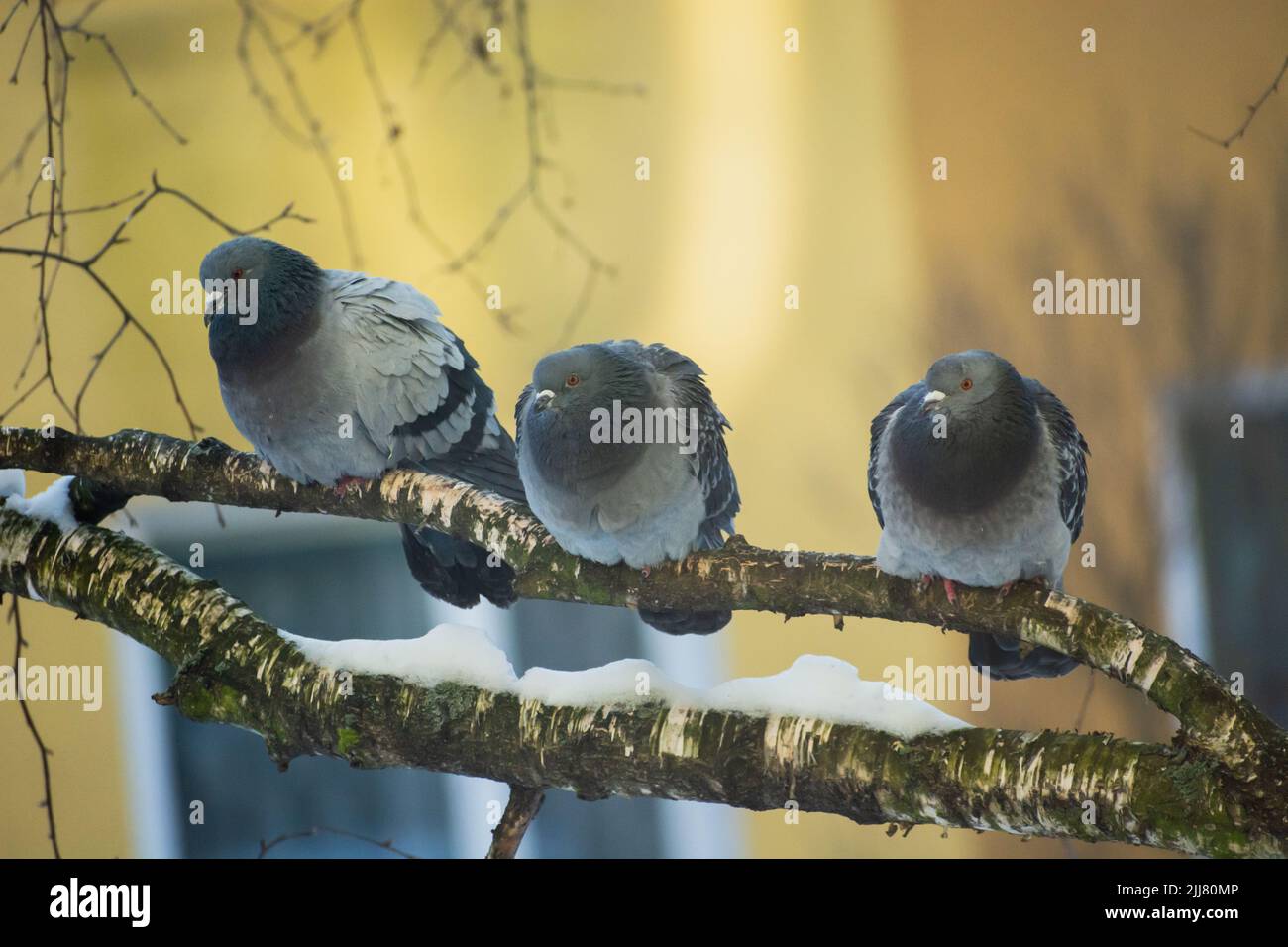 Piccioni urbani seduti su un ramo d'albero, vista invernale Foto Stock