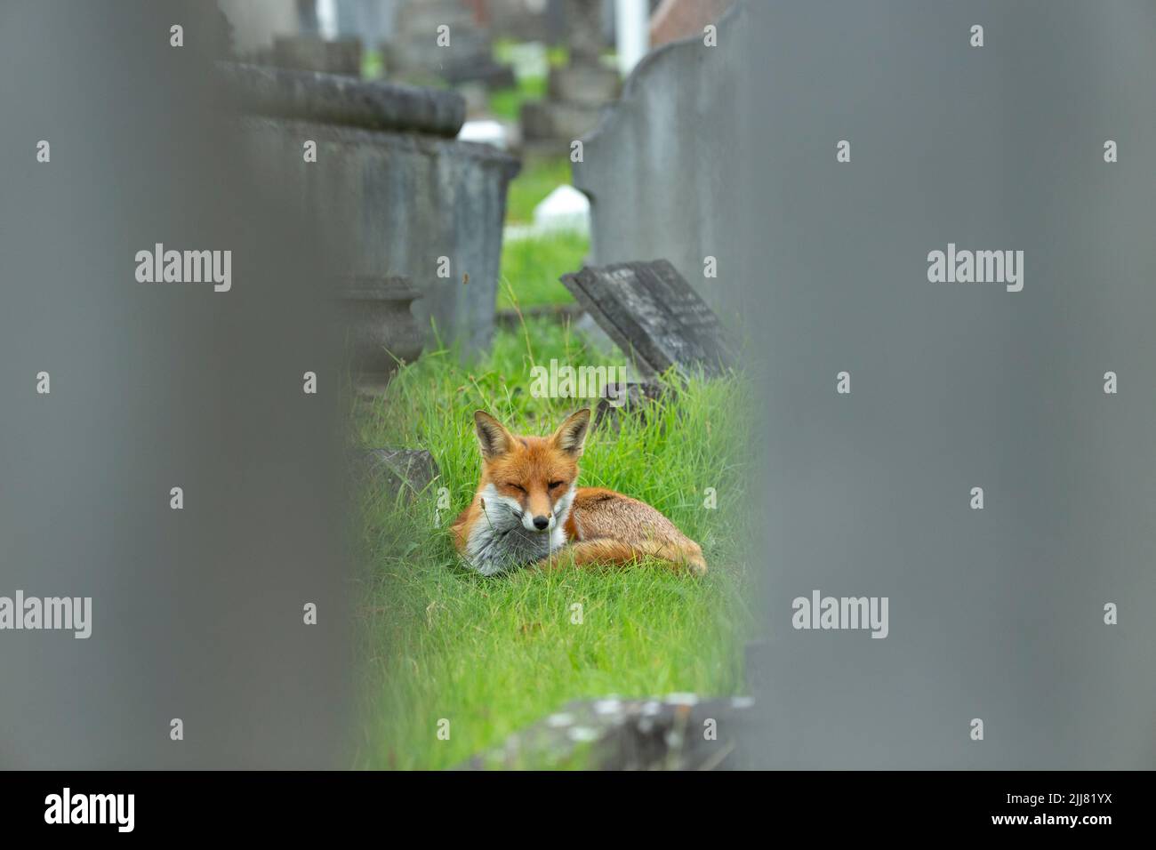 Volpe rossa Vulpes vulpes, slitta maschile in cimitero, City of London Cemememetic, Londra, Regno Unito, settembre Foto Stock