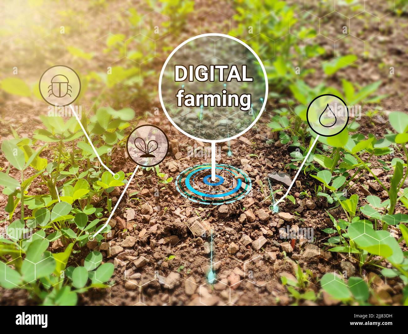 parola di agricoltura digitale al centro delle piante. acqua digitale, insetto e pianta concetto icona per la nuova invenzione in agricoltura. Foto Stock