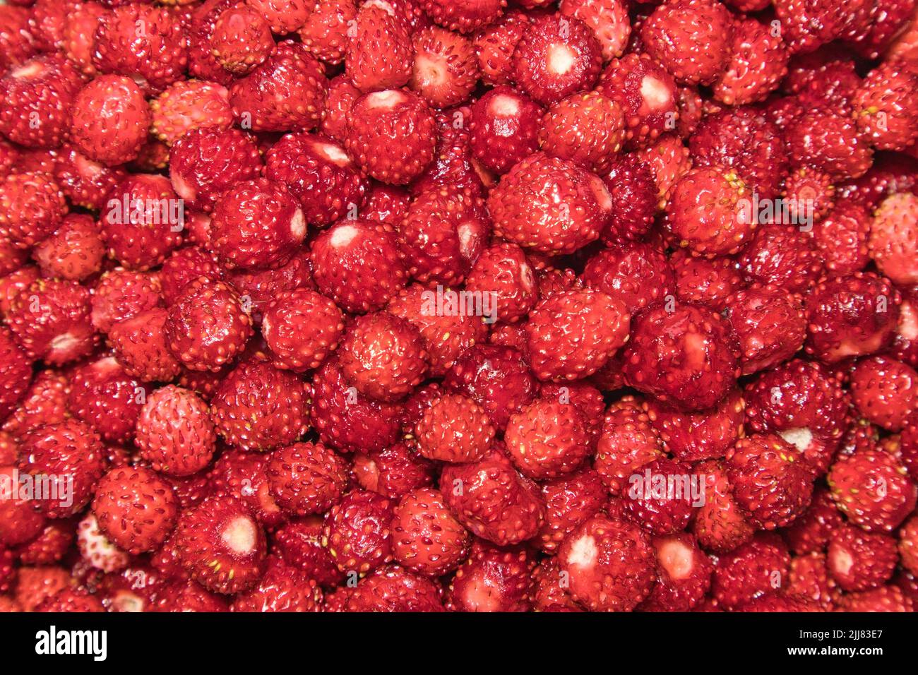 fragole fresche selezionate Foto Stock