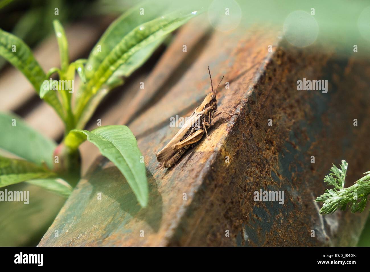 Le cavallette sono insetti commestibili. Uno degli insetti più ricchi di antiossidanti. Alto in proteine e grassi, basso in carboidrati. Foto Stock