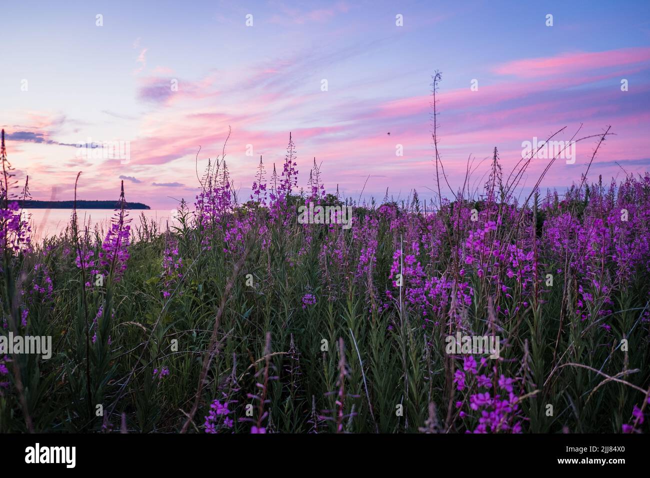 Bella viola rosa fiore fiori di fuoco durante la soleggiata serata estiva. Sfondo estivo. Foto Stock