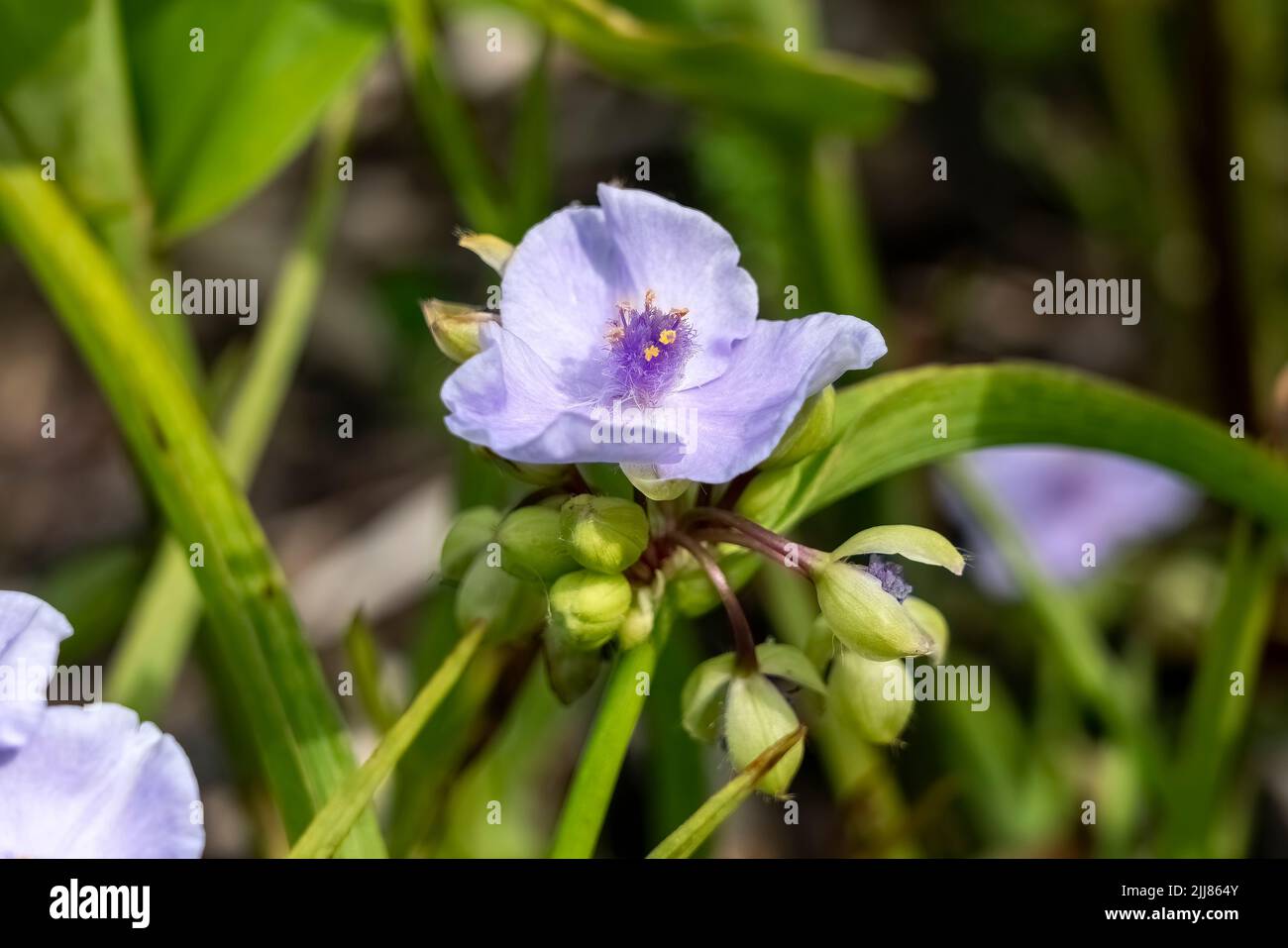 Tradescantia andersoniana gruppo 'Little Doll' una pianta estiva fiorita con un fiore blu viola estivo comunemente noto come giglio ragno, foto di scorta Foto Stock