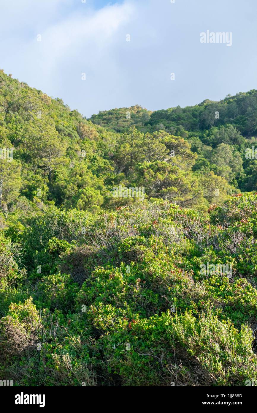 Vista panoramica delle montagne, del Mar Mediterraneo e delle fitte foreste da Skikda, Algeria Foto Stock