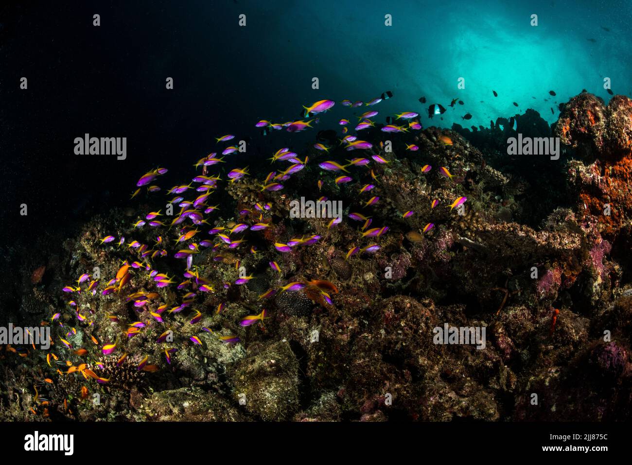 Coral reef scenario Foto Stock