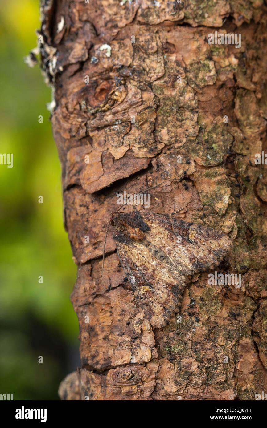 Comune rustico Mesapamea secalis, imago roosting sul ramo, Weston-Super-Mare, Somerset, Regno Unito, luglio Foto Stock